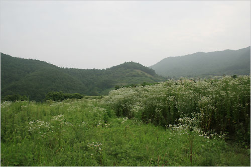 하얀 개망초 흐드러져 숲을 이루는 묵정밭 